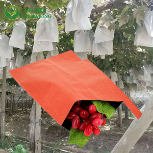 Mango Fruit Protection Bag Price in India - Local & Transparent Mango Fruit Protection Bag Price in India - Local & Transparent