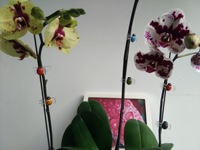 Pinces d'orchidées en plastique, 12 pièces, pinces de Support des plantes de jardin, pour le Support des fleurs