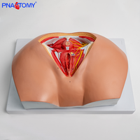 Modelo Anatómico del Perineo Femenino, Pelvis, Vulva, Triángulo Genital, Ano, Sistema Reproductivo