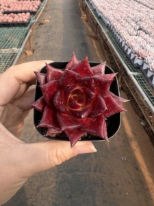 <span class=keywords><strong>Echeveria</strong></span> Agavoides 'Robin', Suculenta Pequeña Ecológica para Decoración Interior/Exterior del Hogar, Ideal para Espacios Pequeños - Product Image 2