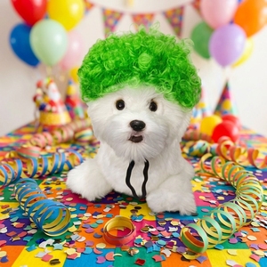 Perruques pour animaux de compagnie HLC ODM Halloween, perruques colorées bouclées pour animaux de compagnie, perruques de fête pour chiens et chats, accessoires de tête pour animaux de compagnie pour carnaval, cosplay amusant, OEM - Product Image 4