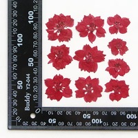 MNR2072 vraies fleurs pressées séchées fleurs pressées séchées pressées