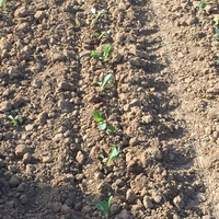 Repiquage automatique de semis, légumes, riz professionnel forestier, repiquage de semis
