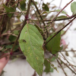 Niu xi selvagem seco Twotooth Achyranthes Raiz de erva - Product Image 2