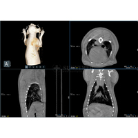 SY-W2920 Equipo de TC Veterinario de Grado Médico de Alto Rendimiento, TC Dinámica, DR en Tiempo Real, Fluoroscopia, DR Estática, Reconstrucción Panorámica Dental 3D