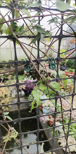 Clip de Fijación <span class=keywords><strong>para</strong></span> Enredaderas, Soporte <span class=keywords><strong>para</strong></span> Plantas, Clip de Diseño Clásico <span class=keywords><strong>para</strong></span> Macetas y <span class=keywords><strong>Jardineras</strong></span> - Product Image 4