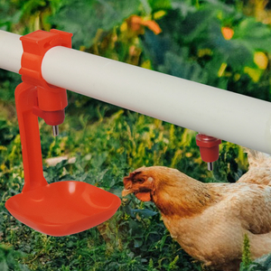 Chicken Drinker System Chick <strong>Duck</strong> Goose <strong>Feeders</strong> and Drinkers Automatic Chicken Drinkers - Product Image 2