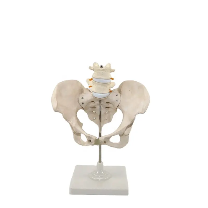 High quality medical PVC female pelvis model skeleton model anatomy model