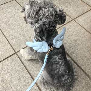 Arnés de Cuero Personalizado para Perro, Ajustable, Color Sólido, Cierre con Lazo, para Mascotas de Raza Pequeña, Fábrica OEM ODM - Product Image 2