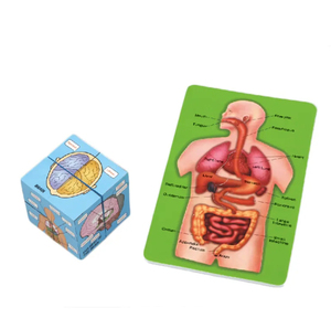 Juego de Órganos Humanos para Educación Temprana, Juguete Educativo de Ciencias para Estudiantes de <span class=keywords><strong>Primaria</strong></span> <span class=keywords><strong>y</strong></span> <span class=keywords><strong>Secundaria</strong></span>, Rompecabezas DIY, Juguetes Cognitivos - Product Image 2