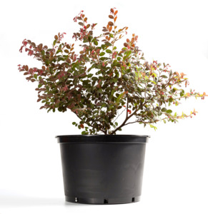 Pots en plastique moulé par injection noirs <span class=keywords><strong>de</strong></span> 7,5 L (tailles 1/1,5//2/3/5/6/7/10/12/15 gallons) pour pépinière et <span class=keywords><strong>jardin</strong></span> - Product Image 4