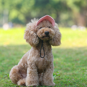 Chapeaux pour chien en toile de coton avec logo brodé imprimé, style décontracté réglable, 10 couleurs disponibles - Product Image 3