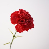 Realistische Nelken mit Einzelstiel Weiße Künstliche Nelken für Heim Hochzeit Tisch Muttertag Blumendekoration