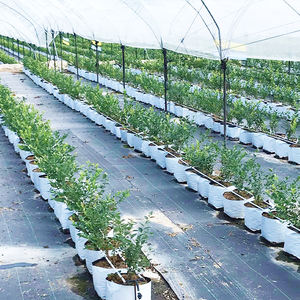 Film de serre haute résistance Caterpillar pour la protection des myrtilles en Australie, anti-vent et anti-pluie - Product Image 3