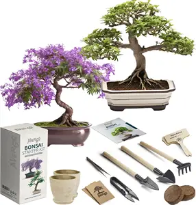 Kit pertumbuhan Bonsai Kit tanaman, Kit koleksi tanaman Bonsai Yixing pot tanaman, hadiah berkebun untuk pria wanita