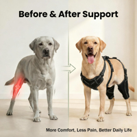 Attelle réglable antidérapante pour pattes arrière de chien, stabilisateur d'articulation respirant, protège-genou pour animaux de compagnie, soulagement de la douleur arthritique