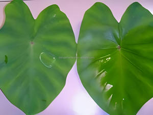 Oil <strong>Based</strong> <strong>Silicone</strong> Modified Siloxane Wetting and Spreading Surfactant <strong>Agent</strong> for Oil <strong>Based</strong> Agrochemicals to Low Surface Tension - Product Image 4