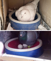 Yyc personnalisé Pigeon Nid En Plastique Bols De Nidification D'oiseaux Cailles Élevage Nid À Éclosion