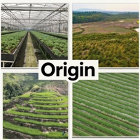 Thé aux Dix Trésors au Ginseng Naturel, Mélange de Saveurs Naturelles, Thé pour les Reins, Thé Énergisant Premium pour Hommes au Ginseng, Orge et Baies de Goji