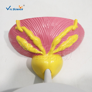 Fournisseur direct d'usine de modèles anatomiques de la vessie et de la prostate en PVC écologique. - Product Image 2