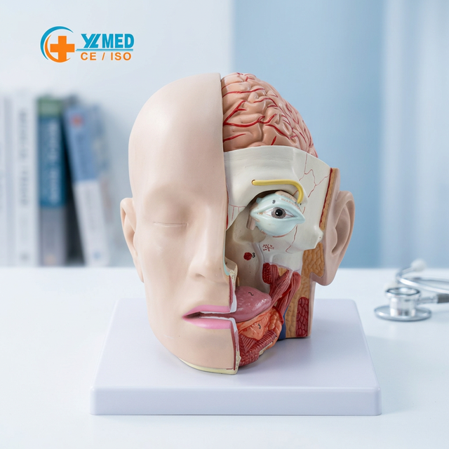 Human Head Anatomical 4-Part Life-Size Head Brain Cross Section Anatomy for Science Classroom Education Study Teaching CE/ISO