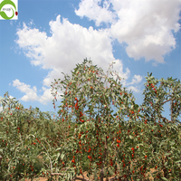 Goji-bessen Natuurlijke Chinese Gedroogde Vruchten Rode Wolfberry Zoete Bulk Vacuümverpakking Gezondheid Hele vruchten