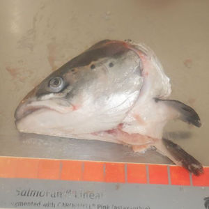 <span class=keywords><strong>Salmone</strong></span> atlantico teste di <span class=keywords><strong>salmone</strong></span> per la vendita - Product Image 3