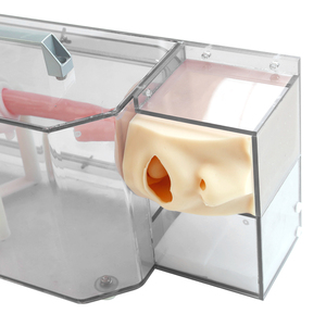 Modelo de Entrenamiento para Gastroscopia B ES001-S2: Epigloto, Tráquea, Esófago, <span class=keywords><strong>Cardia</strong></span>, Píloro, Duodeno, Polipo, Úlcera, Lesiones, Endoscopia - Product Image 4