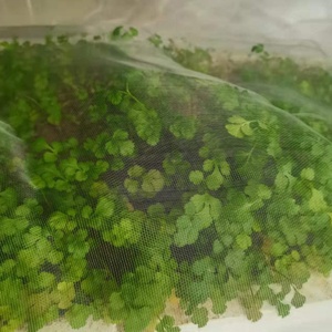 Sac de protection en maille de nylon <span class=keywords><strong>anti</strong></span>-moustiques avec cordon de serrage pour protéger les arbres fruitiers, les plantes et les légumes - Prix usine - Product Image 3