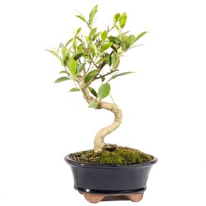 <span class=keywords><strong>Kit</strong></span> de Bonsái para Principiantes con Maceta de Plástico y Mini Herramientas, Regalo Perfecto para Amantes de la Jardinería - Product Image 1