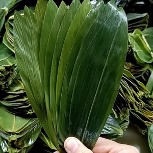 Feuille de <span class=keywords><strong>bambou</strong></span> séchée entière naturelle verte séchée crue de qualité supérieure n divers <span class=keywords><strong>bambou</strong></span> pour les décorations de sushi - Product Image 2