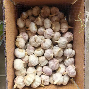 Exportadores de Ajo de China, Suministro de Ajo Natural de 4.5cm-6.5cm, Empacado en Caja/Bolsa, Calidad de Exportación - Product Image 1