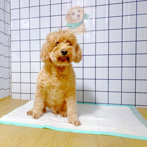 Tapis de propreté super absorbants pour chiens et chiots, 5 couches, jetables - Product Image 1
