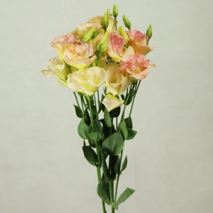 Unnan-flores frescas de corte al por mayor Eustoma, floristería al por menor, para Arreglo de floreros, decoración de boda - Product Image 4