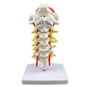 cervical spine with carotid artery posterior occipital disc and neural teaching model human joint cervical spine bone model