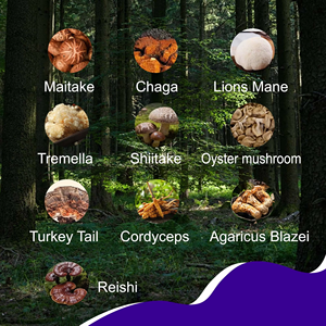 High Quality OEM Mushroom Coffee Powder 10 Mushroom <b>Blend</b> Support Immunity Energy Focus and Daily Wellness Coffee - Product Image 6