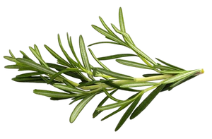 Bubuk ekstrak daun Rosemary kualitas makanan herbal alami grosir ekstrak Rosemary 10% 5%-90% bubuk asam <span class=keywords><strong>Carnosic</strong></span> dalam stok besar - Product Image 3