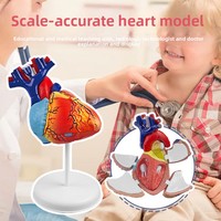 Jouet éducatif : Modèle de cœur humain assemblé, sectionné horizontalement au niveau des valves, pour la science médicale