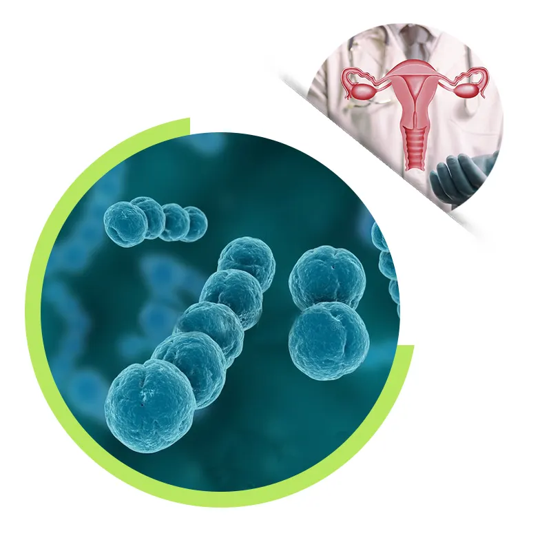 Lactobacillus Crispatus Pó Probiótico Em Pó Para A Saúde Da Mulher