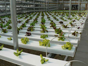 Sistema de Cultivo Hidropónico, Tubo de Canal NFT de PVC, Invernadero, Granja, Sistema de Cultivo Vertical en Torre Hidropónica - Product Image 3