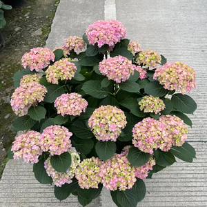 Hortensia <span class=keywords><strong>Macrophylla</strong></span>, Variedades Surtidas, Diferentes Tamaños, Perenne, Colorida, Hecha a Mano, Realista, Ramo de Flores Secas, Graduación - Product Image 5