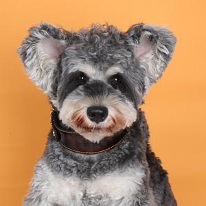 Kalung Anjing Motif Buaya untuk Luar Ruangan Ukuran Sedang dan Besar Bahan PU Kalung Hewan Peliharaan - Product Image 1