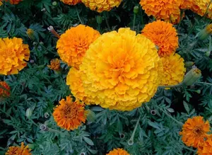 Factory Supply Marigold Flower Extract \ Quercetin conteúdo 80% extrato de calêndula