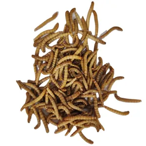 High protein Fresh mealworm for your favorite pet