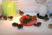 Couveuse à poussins fabriquée en Chine, boîtes de couveuses à poussins, machine d'éclosion de poussins