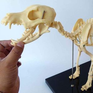 Modelo anatómico de <span class=keywords><strong>esqueleto</strong></span> de perro <span class=keywords><strong>canino</strong></span> para enseñanza de biología modelo de perro de anatomía Animal realista para ciencia médica - Product Image 4