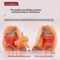 Modèle anatomique des organes génitaux féminins SCIEDU, col de l'utérus, vagin externe, ovaires, examen gynécologique, modèle de contraception