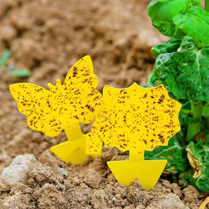 Piège collant mouche des fruits champignon moucheron piège tueur colle trappeurs protéger la plante non toxique et inodore jetable intérieur extérieur - Product Image 6