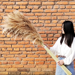 Grandi decorazioni in <span class=keywords><strong>erba</strong></span> della pampa G2, fiori secchi per decorazioni nuziali, fiori immortali, accessori per servizi fotografici, grandi steli di <span class=keywords><strong>erba</strong></span> della pampa - Product Image 4