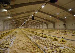 2025 besar peternakan ayam khusus rumah ayam semua jenis struktur baja prefabrikasi rumah ayam struktur baja pertanian - Product Image 3